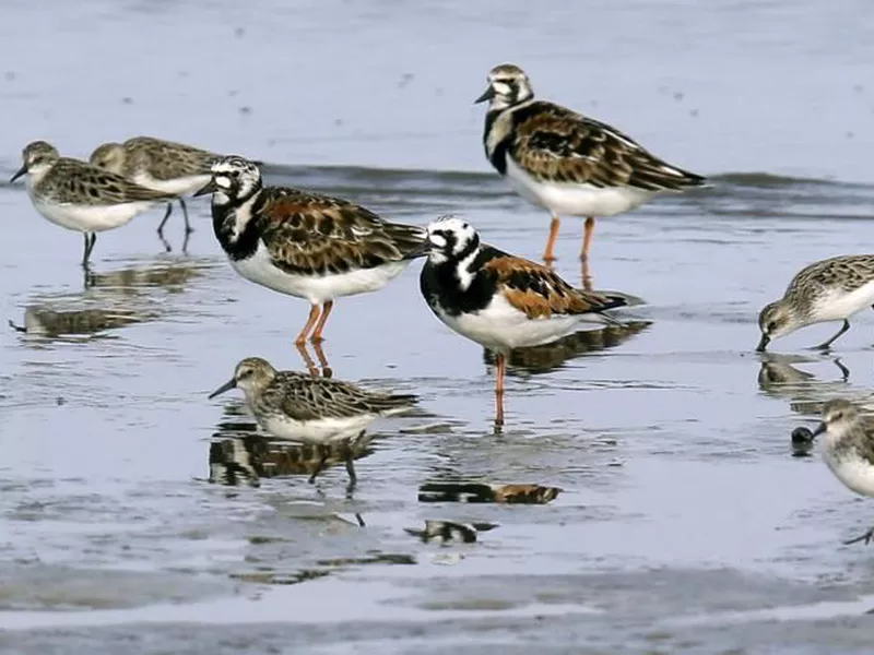 Ruddy turnstones, larger birds, and semipalmated sandpipers walk near the shoreline at Kimbles Beach, Middle township NJ. (AP)