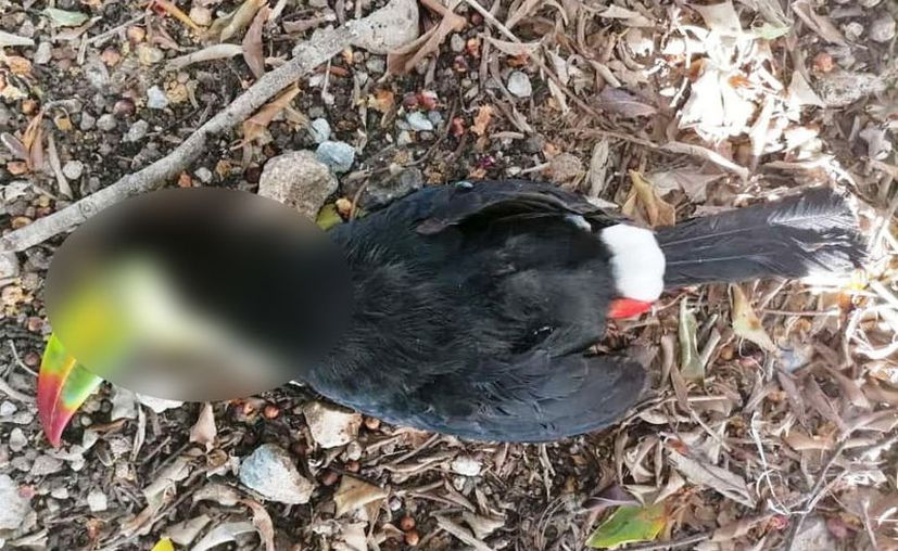 In the town of San Pedro Juárez, in Tizimín, they attacked a toucan with a thong and killed it on the spot.  (Photo: social networks)