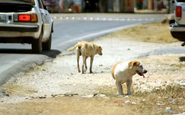 Rabia "obliga" a matar a perros y gatos callejeros (video) - Sipse.com