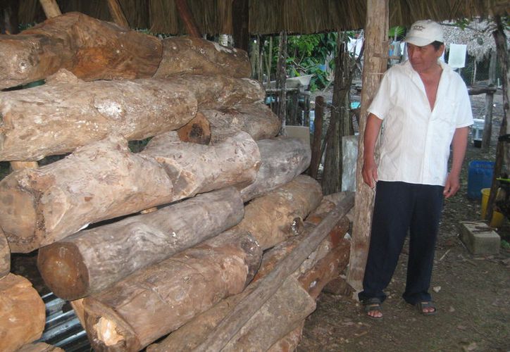 Construirán centros de acopio de miel melipona. (Javier Ortiz/SIPSE)