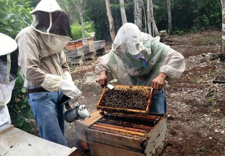 Los apicultores han denunciado el hurto de colmenas. (Novedades Yucatán)