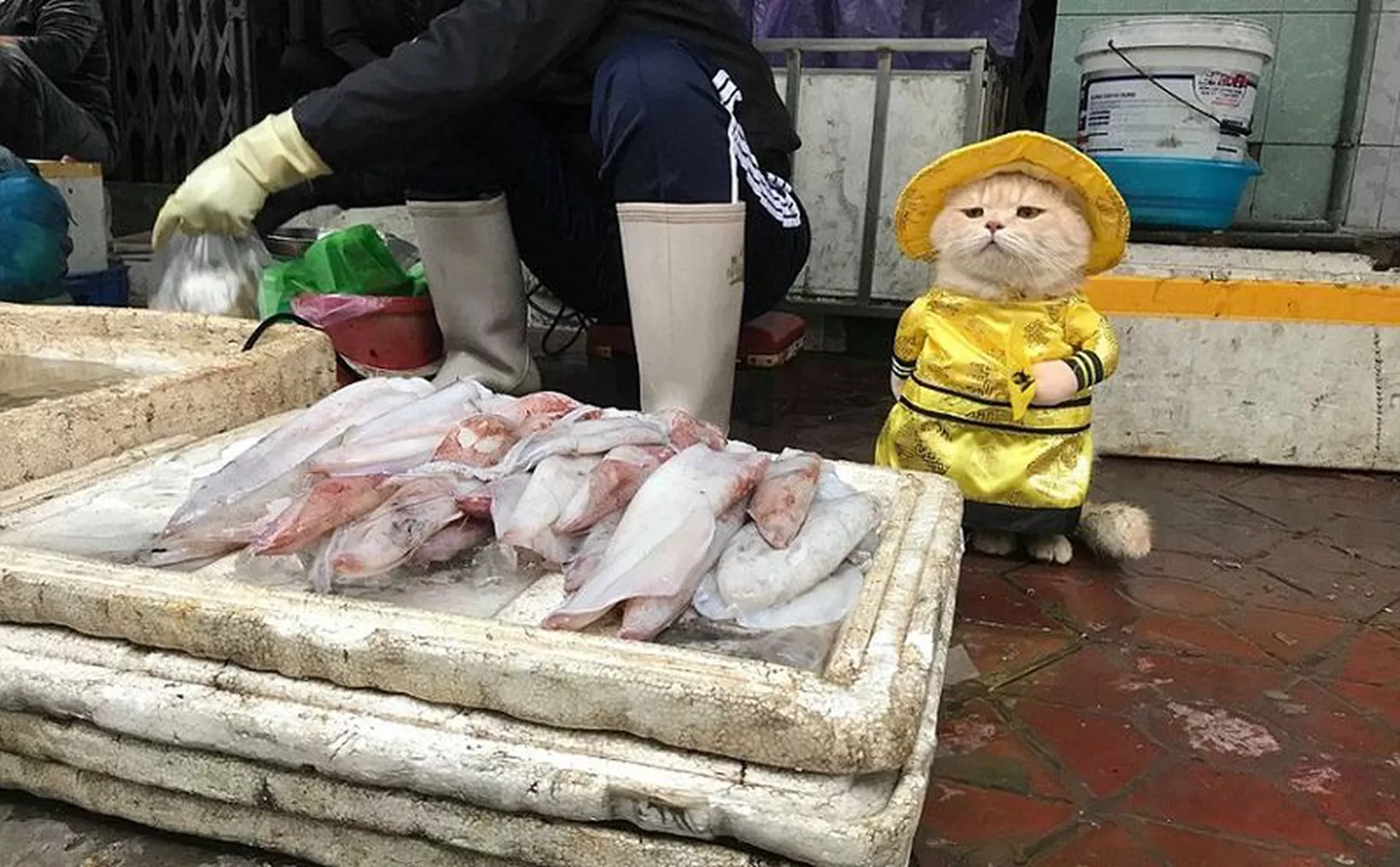 Рыбов продаете красивые. Коты на Рыбном рынке. Продают рыбу на рынке. Вьетнамцы на Рыбном рынке. Продавец на Рыбном рынке.